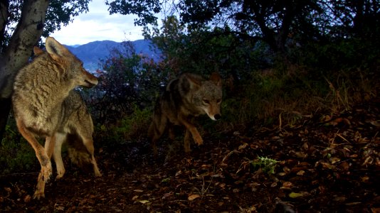Griffith Park Coyotes (18903061096) photo