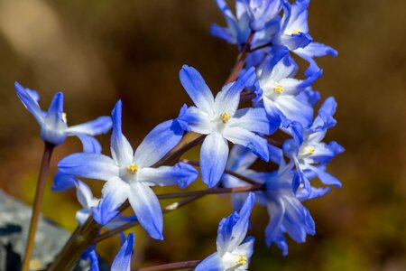 Petal season blue asterisk