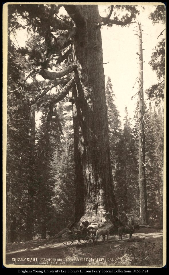 Grizzly Giant, Mariposa Big Trees 33 feet Diameter Salt Lake