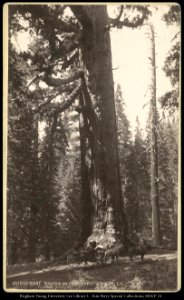 Grizzly Giant, Mariposa Big Trees 33 feet Diameter Salt Lake photo