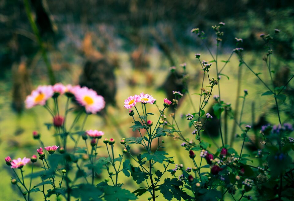 Roadside wild flowers artistic conception