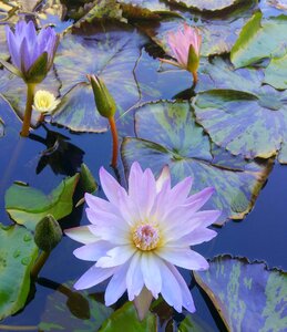 Flowers pink pond photo