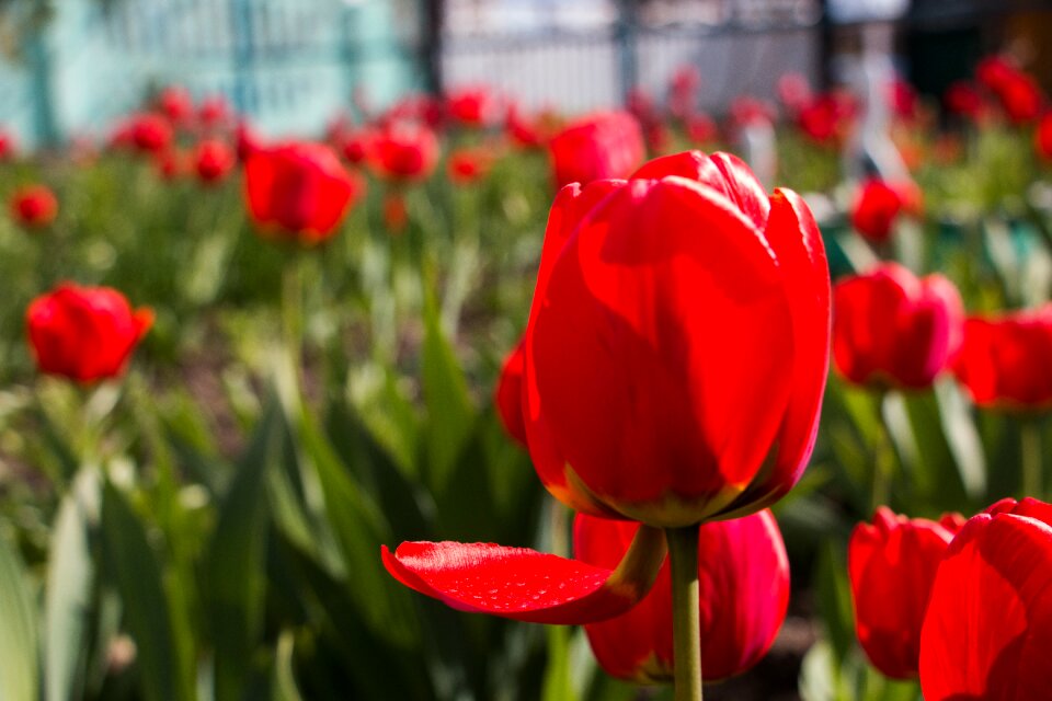 Spring close colorful