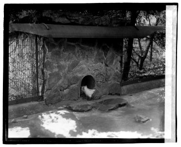 Ground hog LOC npcc.03488