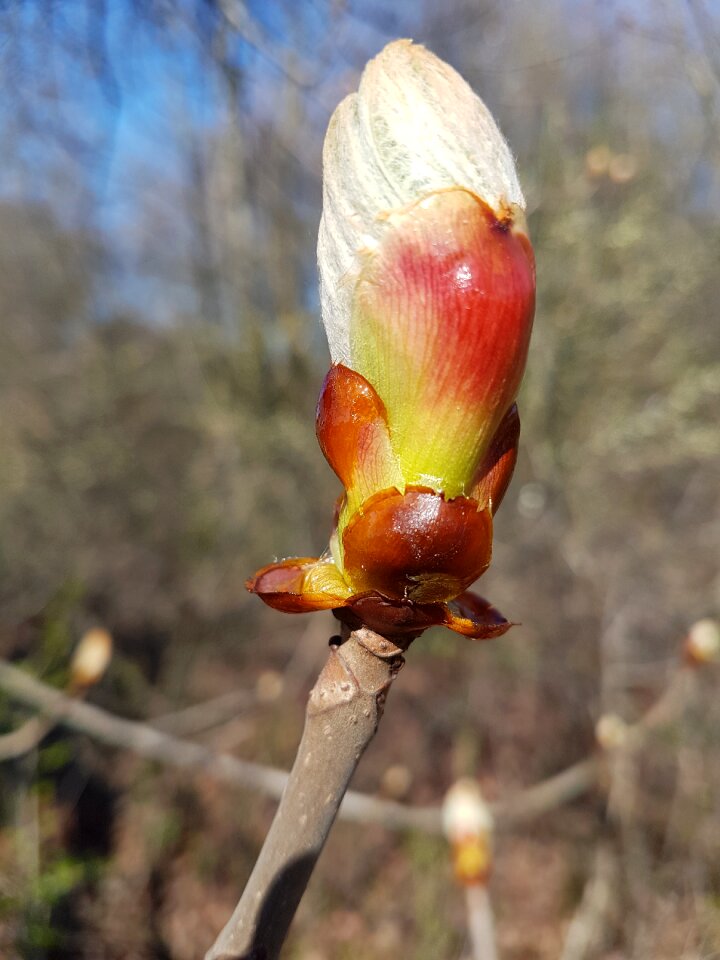 Outdoors bud spring