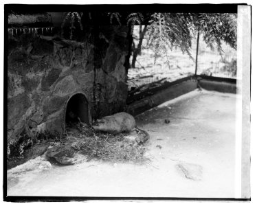 Ground hog LCCN2016827414