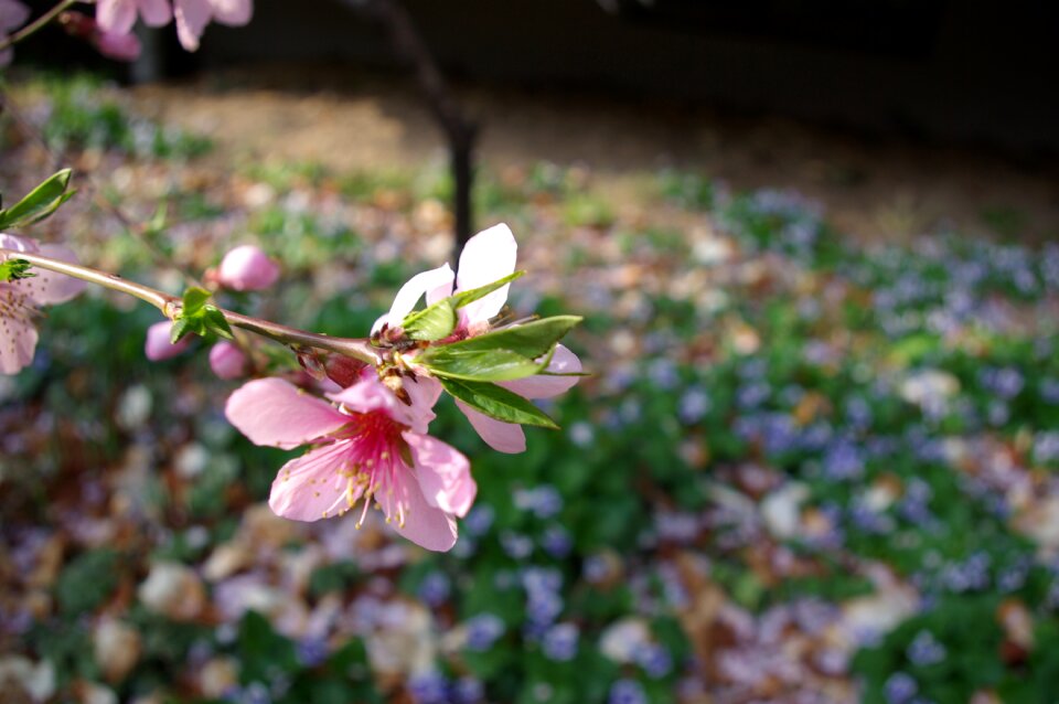 Spring flowers personal peach blossom pink flowers
