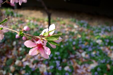 Spring flowers personal peach blossom pink flowers