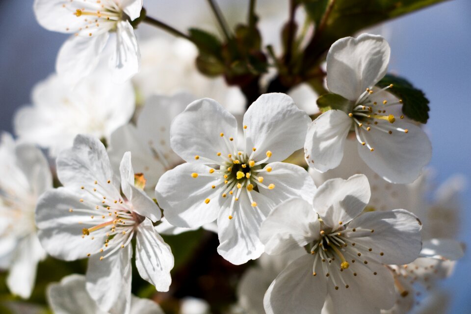 Plant aroma spring
