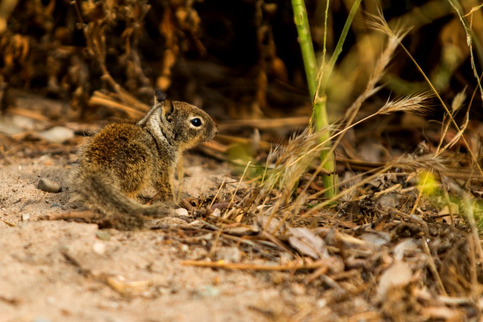 Ground Squirrel (35207416890)