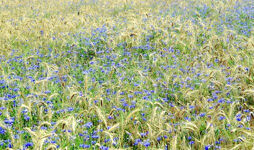 Rye wheat corn photo