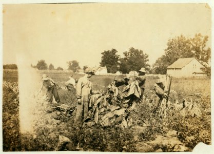 Group gathering tobacco on farm of Daniel Barrett, Spottsville, Ky., Star Route. He is a renter. Boys all belong to other families and will go to Bluff City School, Div. 2, Henderson Co. LOC nclc.00511