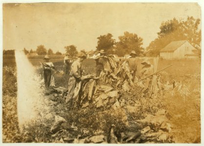 Group gathering tobacco on farm of Daniel Barrett, Spottsville, Ky., Star Route. He is a renter. Boys all belong to other families and will go to Bluff City School, Div. 3, Henderson Co., LOC nclc.00510