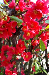 People who tree flower spring flowers red flower photo