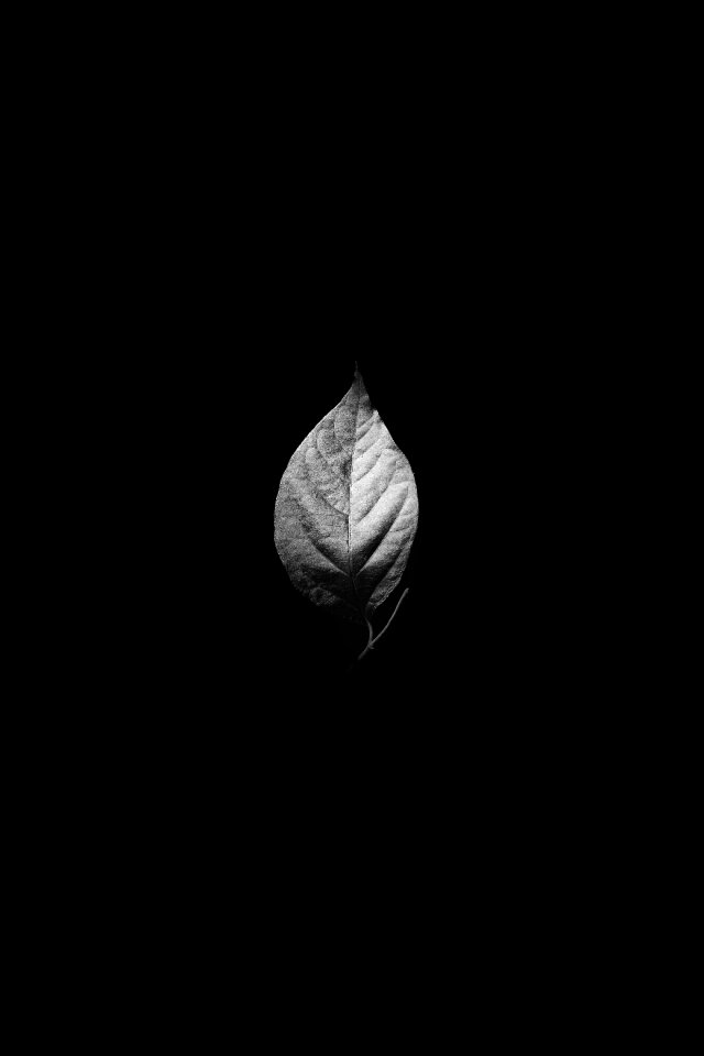 Veins black and white monochrome