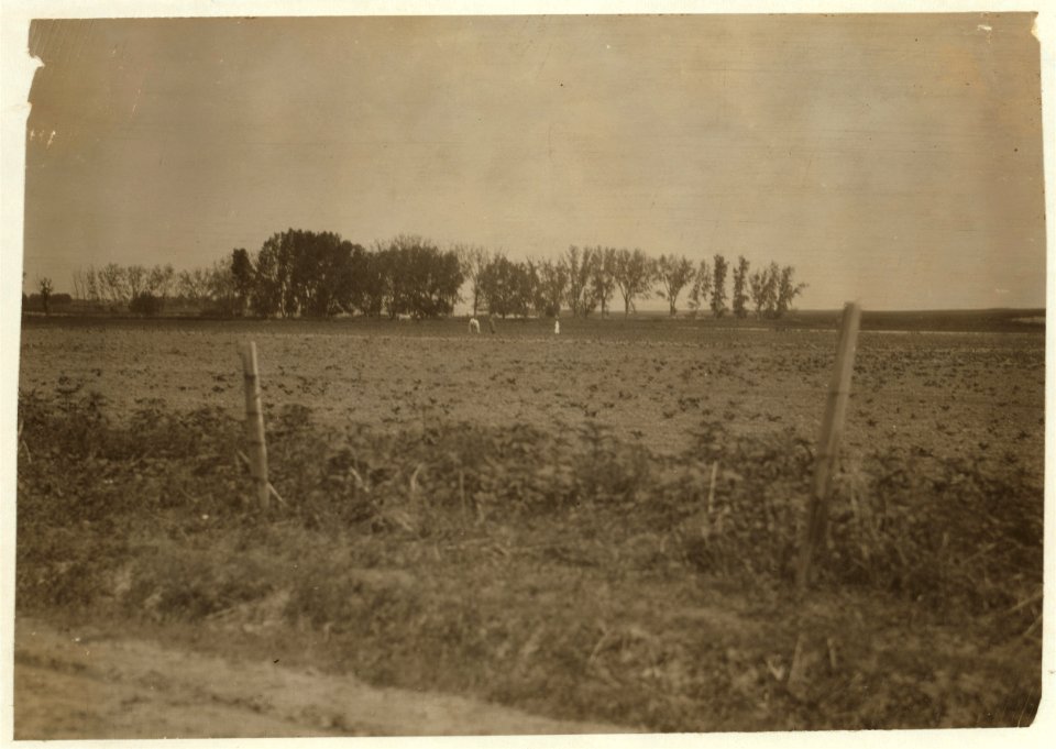 Group blocking out the sugar beets on a Wisconsin farm. See Hine Report, Wisconsin Sugar Beet, July 1915. LOC nclc.00278