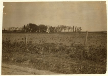 Group blocking out the sugar beets on a Wisconsin farm. See Hine Report, Wisconsin Sugar Beet, July 1915. LOC nclc.00278