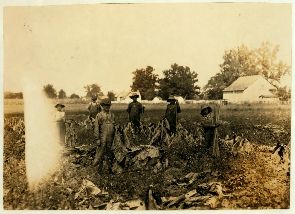 Group gathering tobacco on farm of Daniel Barrett, Spottsville, Ky., Star Route. He is a renter. Boys all belong to other families and will go to Bluff City School, Div. 3, Henderson Co., LOC nclc.00509