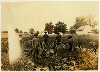 Group gathering tobacco on farm of Daniel Barrett, Spottsville, Ky., Star Route. He is a renter. Boys all belong to other families and will go to Bluff City School, Div. 3, Henderson Co., LOC nclc.00509