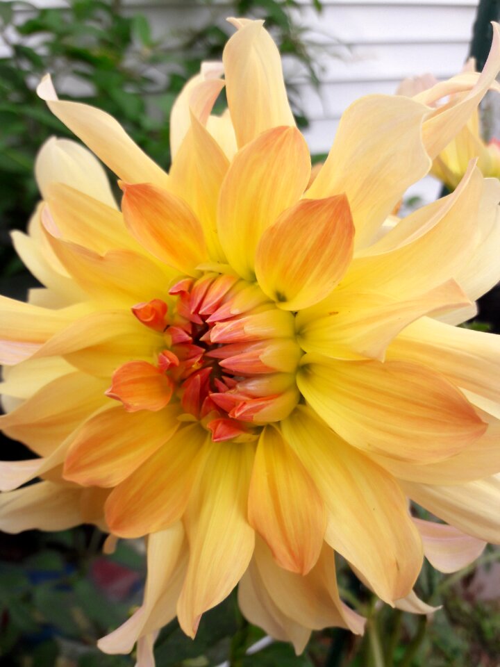 Flower dahlia petal