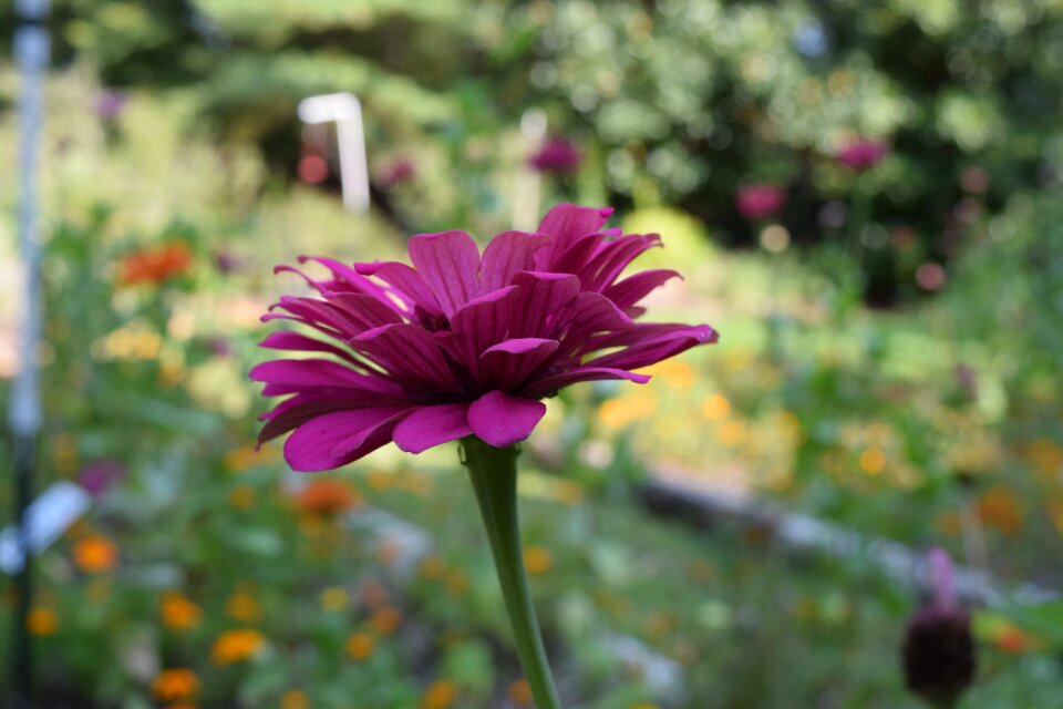 Summer zinnia blossom