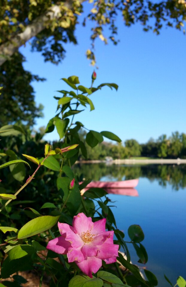 Lake canoe flower