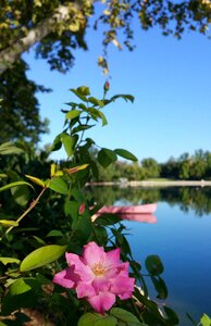 Lake canoe flower