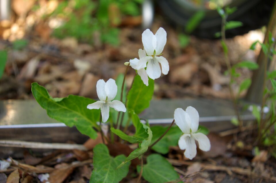 White real flowers spring flowers white flower