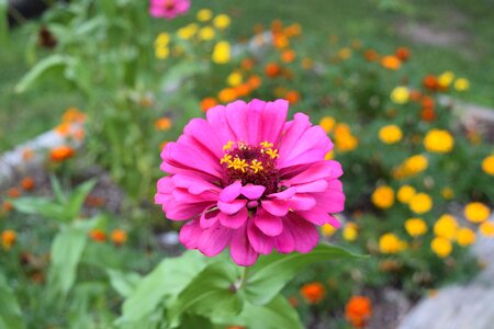 Pink zinnia pretty