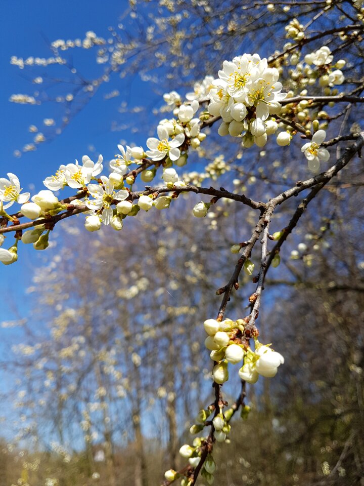 Outdoors branch flower