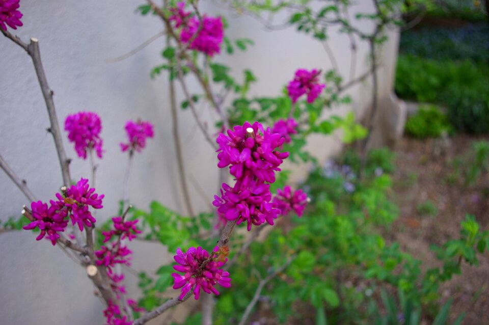 Night to flower spring flowers purple flowers