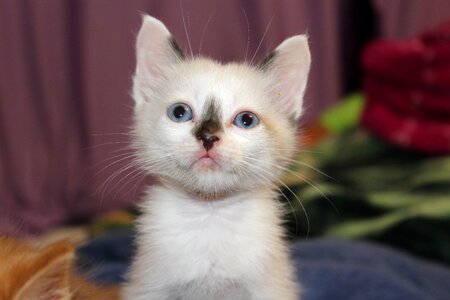 Feline kitten animal photo