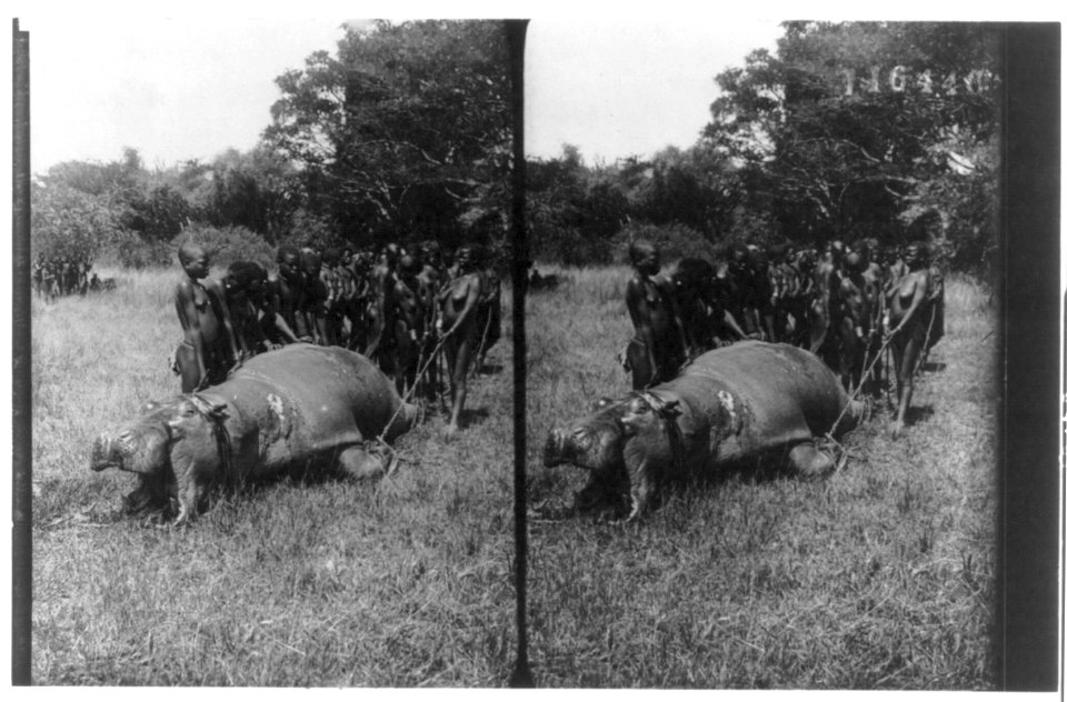 Group of Africans with a dead hippopotamus LCCN2002706502