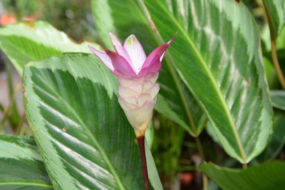 Green leaves color pink nature