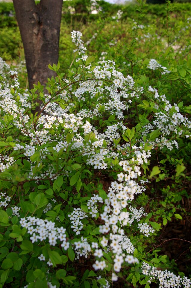 Meadowsweet flower spring flowers white flower