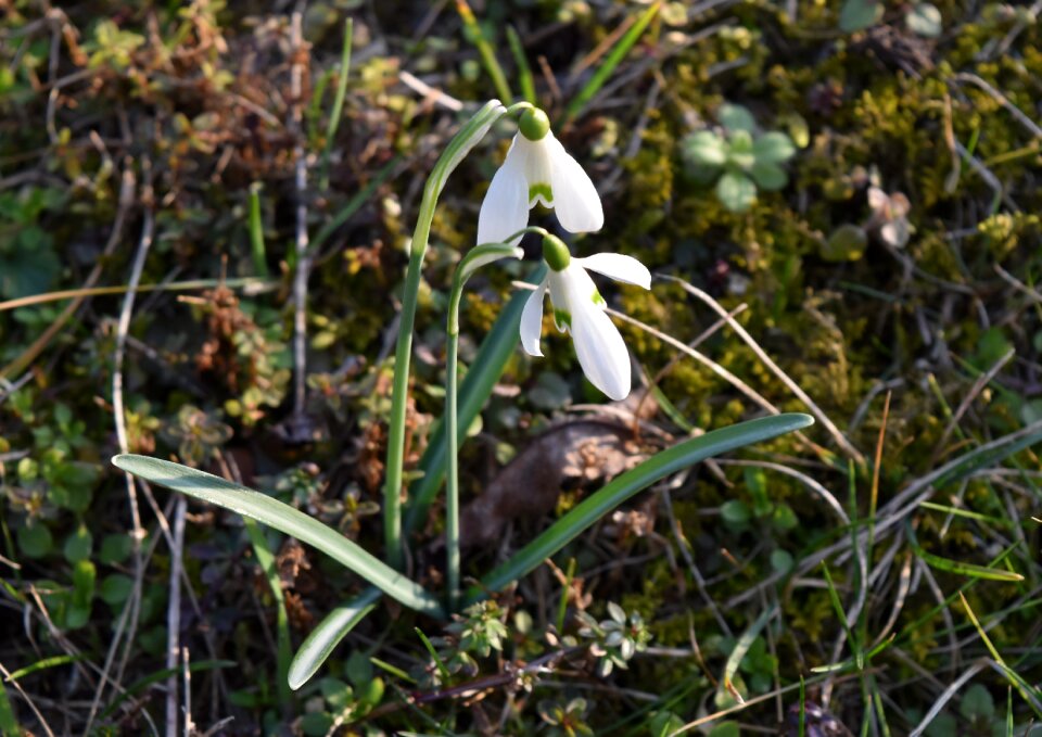 Outdoors leaf galanthus nivalis