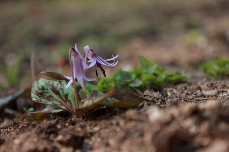 Noel online gift shop leaf flowers photo