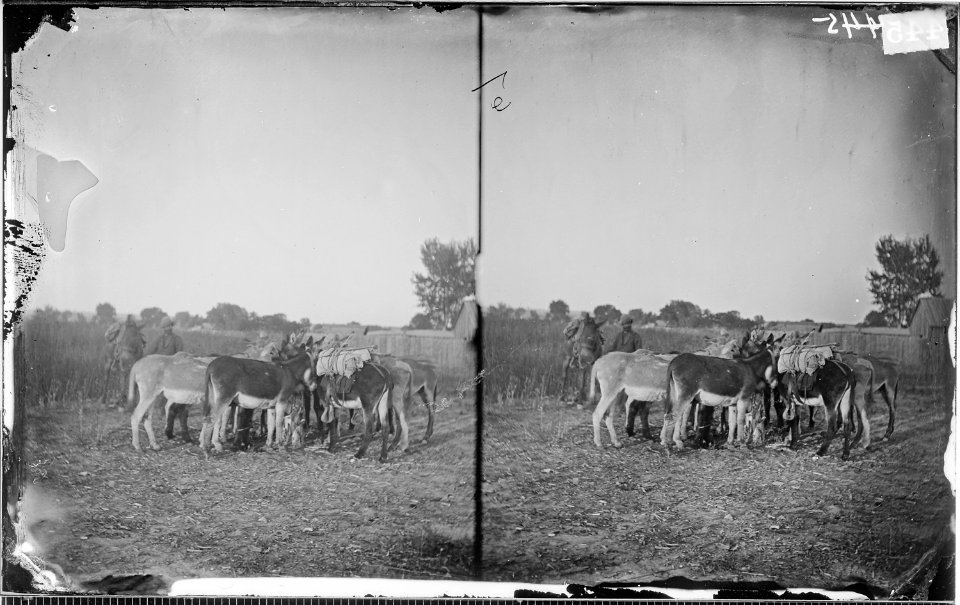 GROUP OF DONKEYS - NARA - 524074