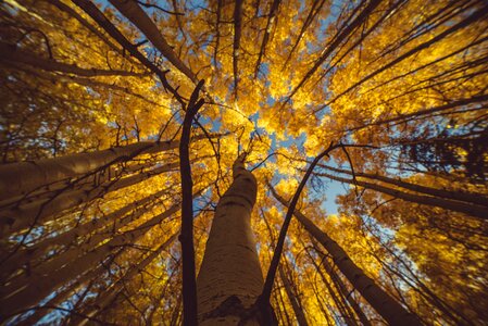 Forest autumn fall photo