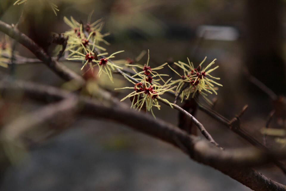 Plants quarter hamamelis phone