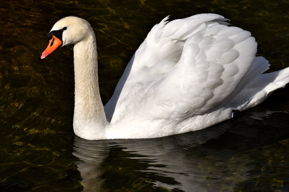 Plumage white beautiful