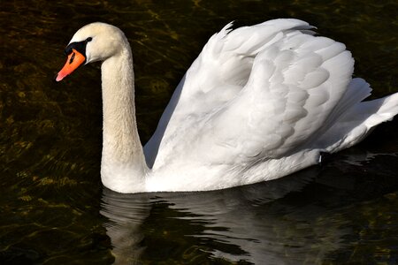 Plumage white beautiful
