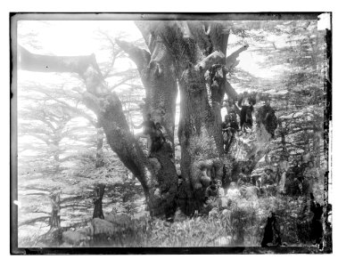 Group of people seated on and around a Cedar of Lebanon LOC matpc.11739