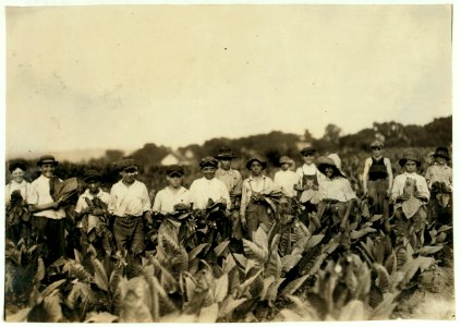 Group of pickers on Gildersleeve Tobacco Farm. LOC nclc.00721