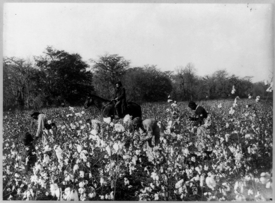 Group of Negroes picking cotton LCCN2012648386