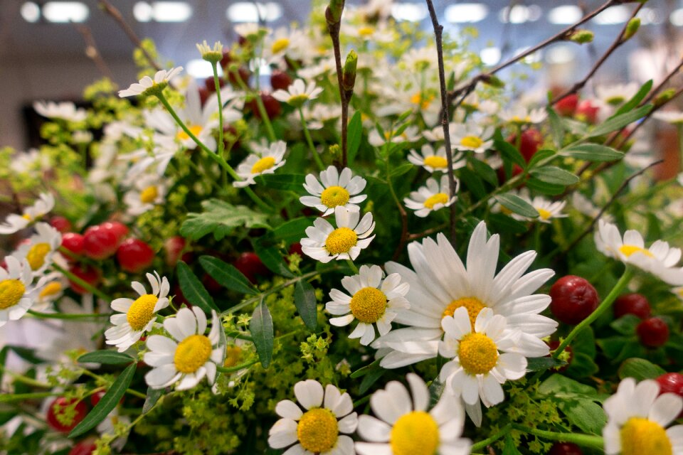Plant floral garden