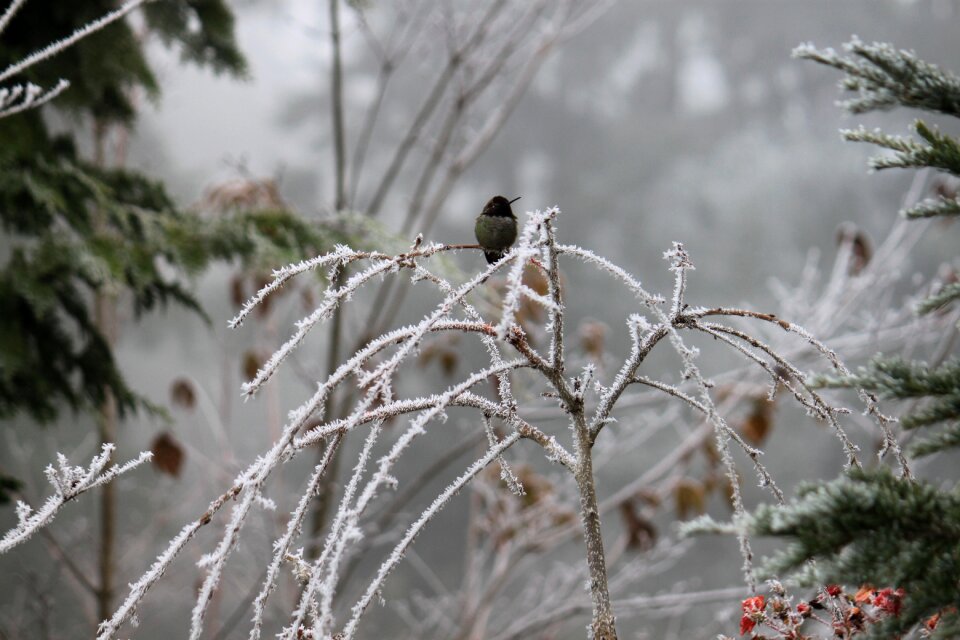 Snow tree hummingbird