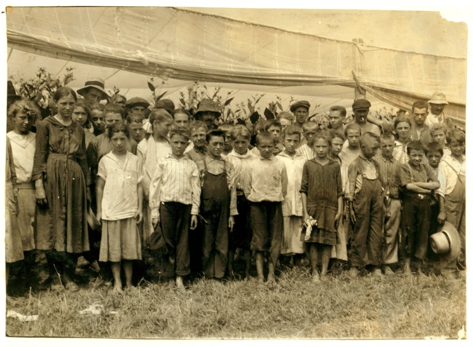 Group of tobacco pickers in Bermant plantation, 3 were 10 yrs, 3 were 11 yrs, 13 were 12 yrs, 12 were 13 yrs, 2-14 yrs old. The owner said, 'They all get $1.25 a day.' LOC nclc.00700