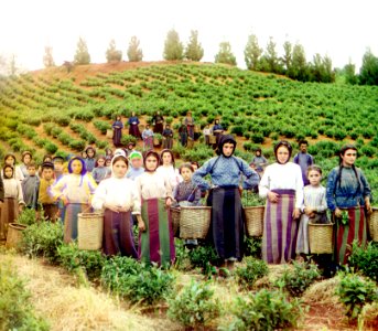 Group of workers harvesting tea Chakva Prokudin-Gorsky