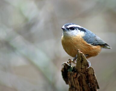 Animal outdoors red breasted nuthatch photo